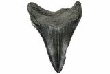 Serrated, Juvenile Megalodon Tooth - South Carolina #310474-1